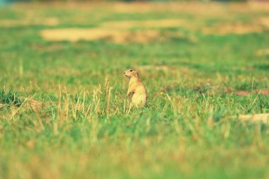 Şirin Avrupa zemin sincap. Çok güzel gnawer ot (Spermophilus citellus besleme) 