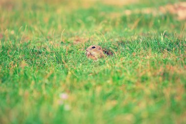 Şirin Avrupa zemin sincap. Çok güzel gnawer ot (Spermophilus citellus besleme) 