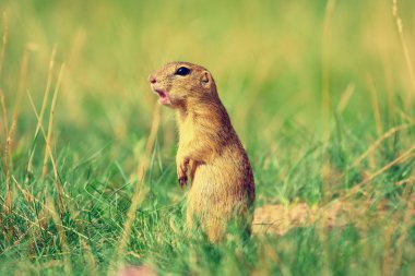 Uyarı sincap. Zemin sincap uyarı ve çevresinde izlerken. Güzel memeli 