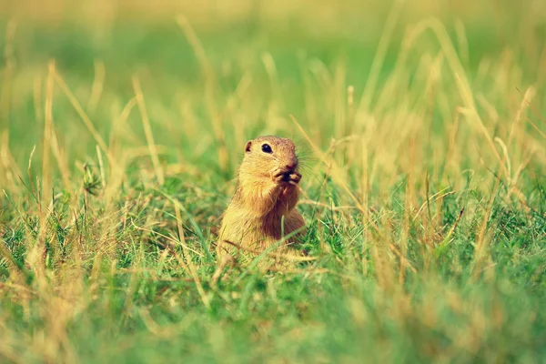 La ardilla de tierra sostiene algunos granos en las patas delanteras y se alimenta. Pequeño animal sentado solo en la hierba . — Foto de Stock