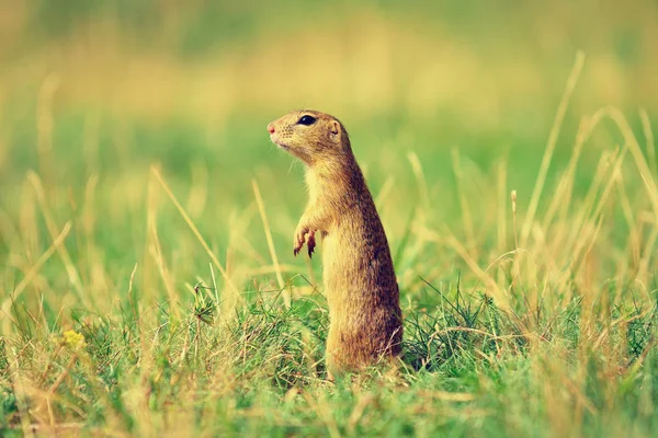 Uyarı sincap. Zemin sincap uyarı ve çevresinde izlerken. Güzel memeli 