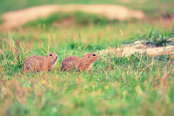 Ground squirrel couple. Ground squirrels  are feeding in meadow. Small animal in grassi — Stock Photo, Image