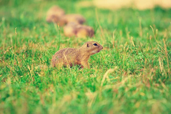 Couple of ground squirrel looking some corns and feeding. Small animal sitting in  grass.