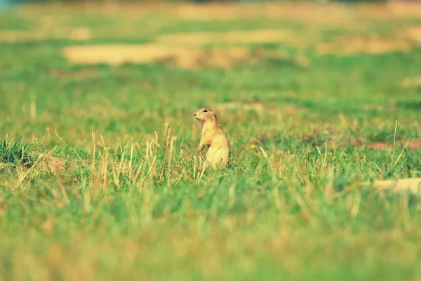 Joli écureuil solitaire européen. Ravissante rongeuse se nourrissant d'herbe (Spermophilus citellus ) — Photo