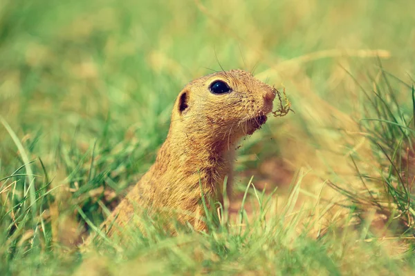 Ładny Suseł moręgowany. Śliczny gnawer karmienia w trawie (Spermophilus citellus) — Zdjęcie stockowe