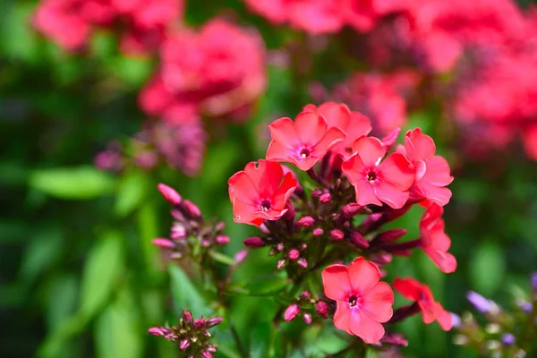 Tuin phlox in bloei. Rood roze bloeiende bloemen in de hoek van de tuin van het dorp. — Stockfoto