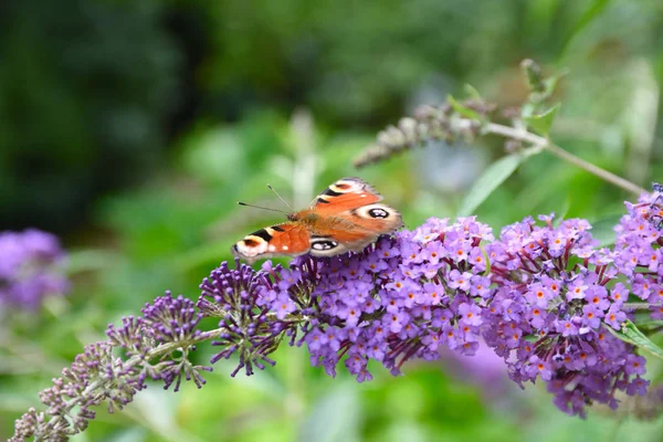 Paw motyl na krzaku buddleja w lecie — Zdjęcie stockowe