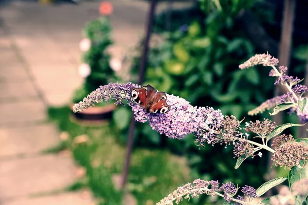 Павича метелика годує нектар на бузковій квітці. Багаті кольори фіолетового куща Будди — стокове фото