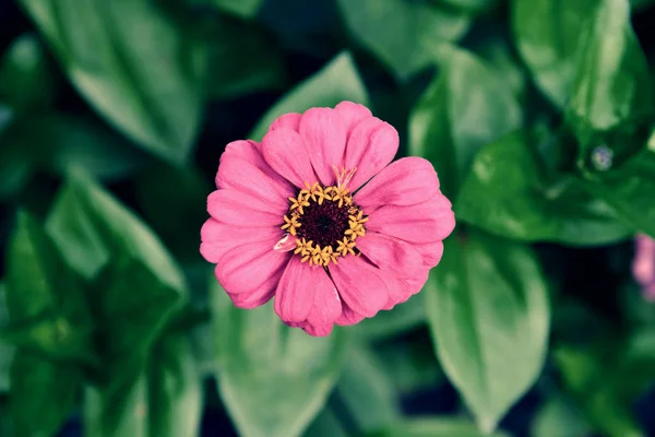 Roze paars zinnia bloemen in bloei. Bruin geel midden van bloeiende bloem in tuin. — Stockfoto