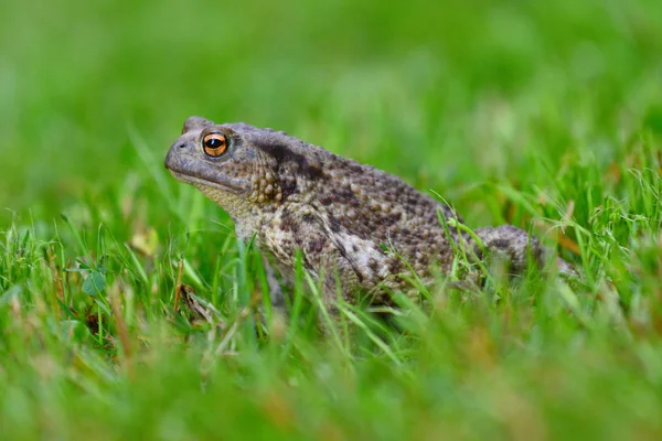 Paring kikker zit in het dewy gras — Stockfoto