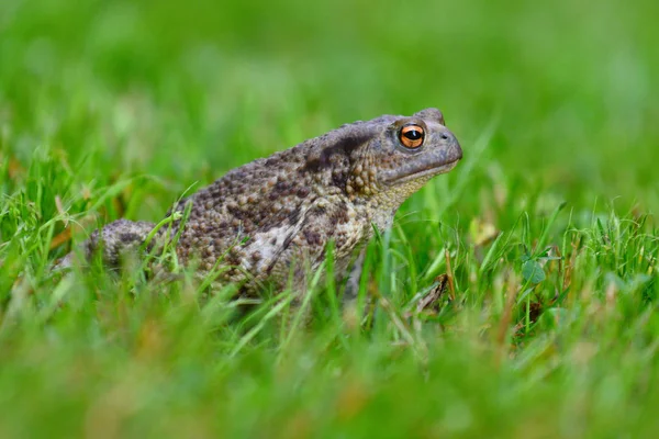 Спарювання жаби, що сидить у траві dewy — стокове фото