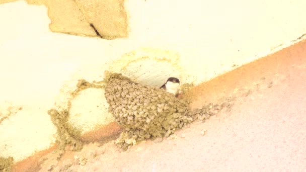 L'hirondelle nourrit les bébés oiseaux dans leur nid construit dans le coin de la maison . — Video