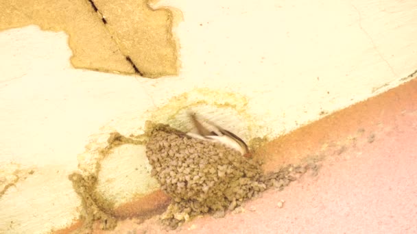 Schwalbenvogel füttert Vogelbabys im Nest in Hausecke. — Stockvideo