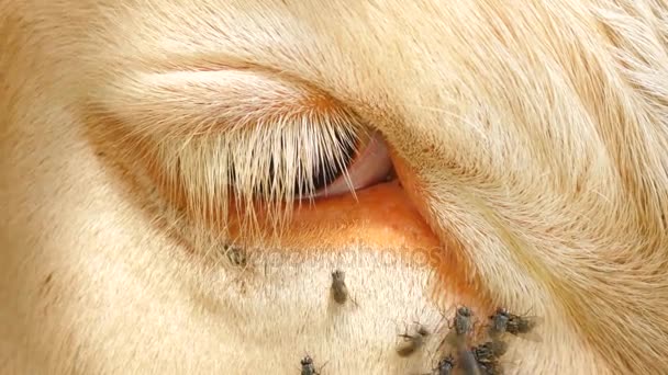 Detail des weißen Kuhauges mit vielen lästigen Fliegen. Fliegen sitzen oder laufen in Kuhaugen. weiße Kuh schläft bei heißem Sonnenschein auf der Weide. — Stockvideo