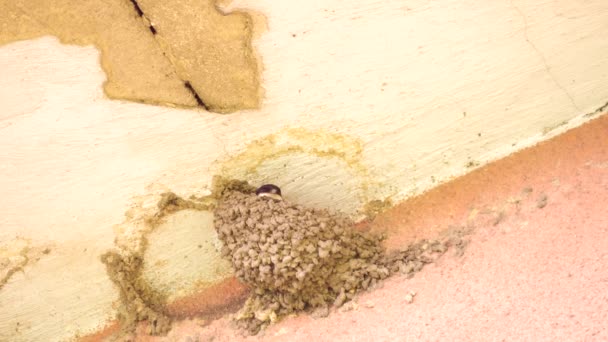 Swallow vogel is het voeden van baby vogels in hun nest gebouwd in hoek van huis. — Stockvideo