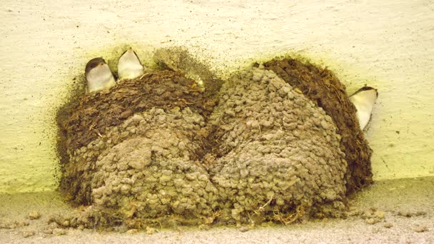 L'hirondelle nourrit les bébés oiseaux dans leur nid construit dans le coin de la maison . — Video