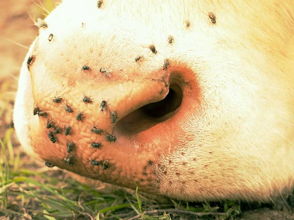 Detail of white cow muzzle. Annoying flies sit or run on the cow skin. White cow grazing i — Stock Photo, Image