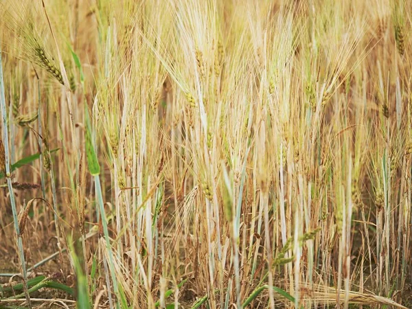 Arme tarwe oogst. Droge gebarsten klei in hoek van tarweveld. Stoffige grond met scheuren — Stockfoto