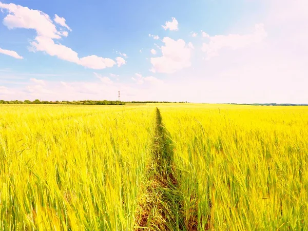 Shinning młodego jęczmienia żółty odciski uprawy w polu, światła na horyzoncie. Złote promienie słońca w jęczmień — Zdjęcie stockowe
