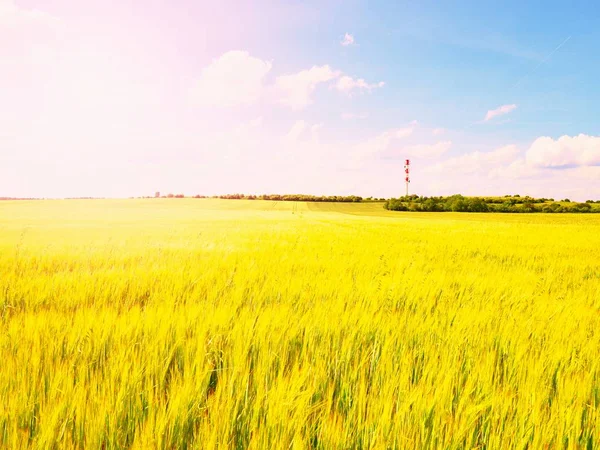 Pomeriggio campo d'oro d'orzo. Il Sole sopra l'orizzonte si illumina su un giovane campo d'orzo — Foto Stock