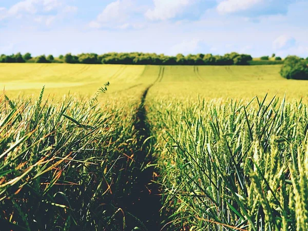 Lane dojrzewania pszenicy. Shinning młoda pszenica zielony odciski uprawy w polu, światło w horizon — Zdjęcie stockowe