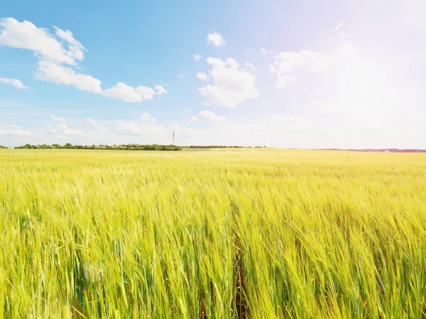 闪耀着年轻大麦黄玉米生长在字段中，光在地平线上。在大麦的金色太阳光线。 — 图库照片