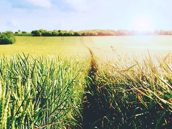 Shinning young green wheat corns growing in field, light at horizon. Golden Sun rays in wheat — Stock Photo, Image