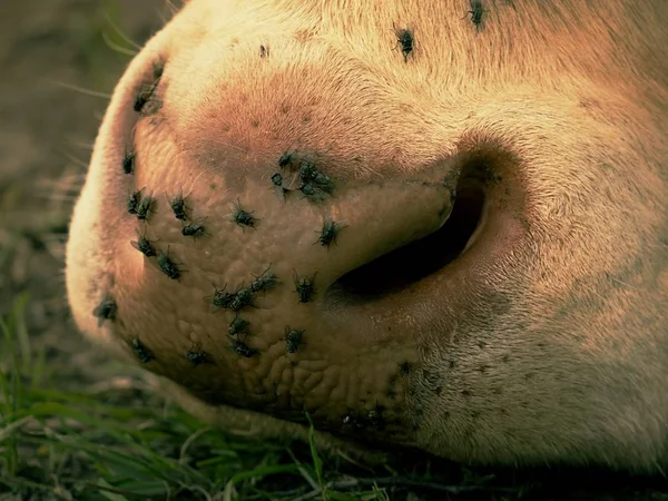 Dettaglio muso di mucca bianca. Le mosche fastidiose si siedono o corrono sulla pelle della mucca. Pascolo di vacca bianca i — Foto Stock