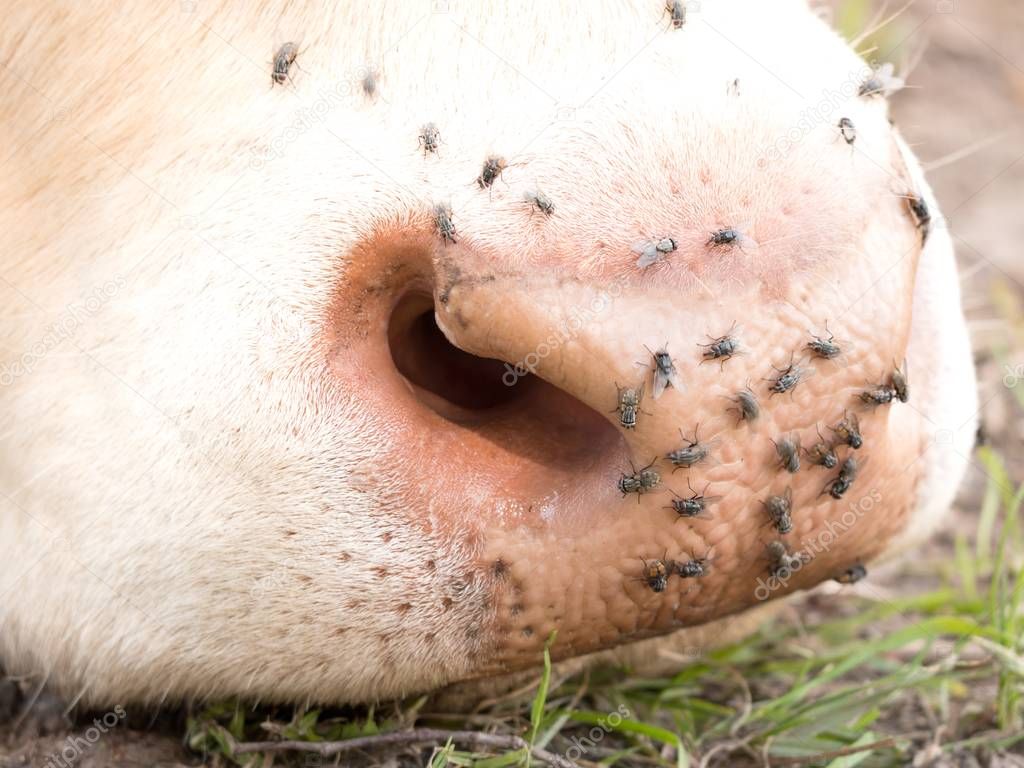 Detail of white cow muzzle. Annoying flies sit or run on the cow skin. White cow grazing i