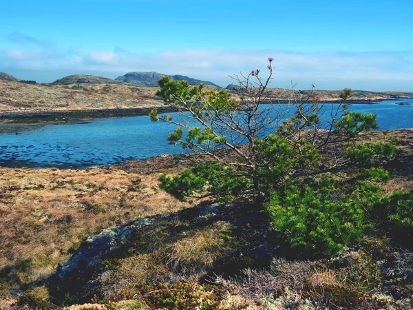 Rivage pierreux de la mer du Nord. Première chaude journée de printemps, pauvre herbe sèche sur une colline rocheuse — Photo