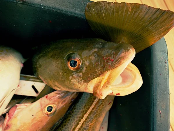 Čerstvě ulovené ryby treska v Černé plastové bedny s dalšími úlovky. Ryby, poslední otevřel ústa — Stock fotografie