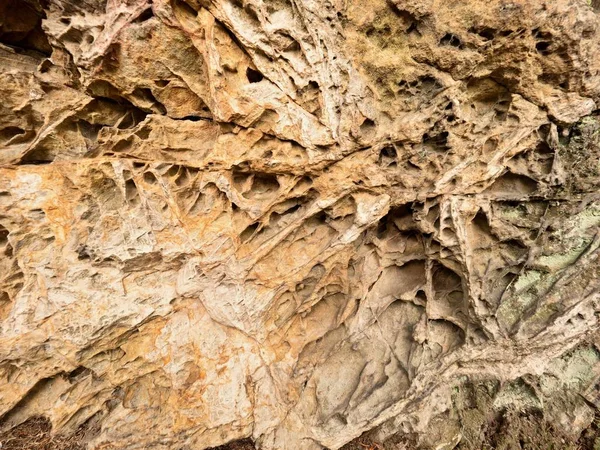 Détail texture grès, errosion nature. Closeup trous d'érosion rocheuse mur de mer . — Photo
