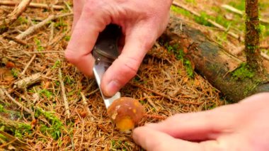 Mantar avlar. Bıçak, mantar kesik mushroomer elleri kesilmiş, temiz ve küçük kahverengi bolete seçin. Closeup görünümü.
