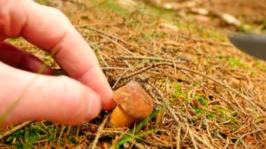 Mantar avlar. Bıçak, mantar kesik mushroomer elleri kesilmiş, temiz ve küçük kahverengi bolete seçin. Closeup görünümü.