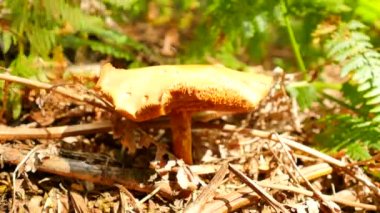 Mantar avlar. Bıçak, mantar kesik mushroomer elleri kesilmiş, temiz ve küçük kahverengi bolete seçin. Closeup görünümü.