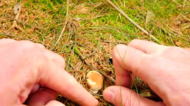 Mantar avlar. Bıçak, mantar kesik mushroomer elleri kesilmiş, temiz ve küçük kahverengi bolete seçin. Closeup görünümü.