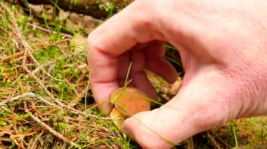 Mantar avlar. Bıçak, mantar kesik mushroomer elleri kesilmiş, temiz ve küçük kahverengi bolete seçin. Closeup görünümü.