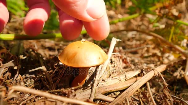 The mushroom hunting. Mushroom cut off by knife, mushroomer hands  cut, clean and pick small brown bolete. Closeup view. — Stock Video