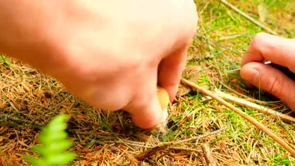 The mushroom hunting. Mushroom cut off by knife, mushroomer hands  cut, clean and pick small brown bolete. Closeup view. — Stock Video