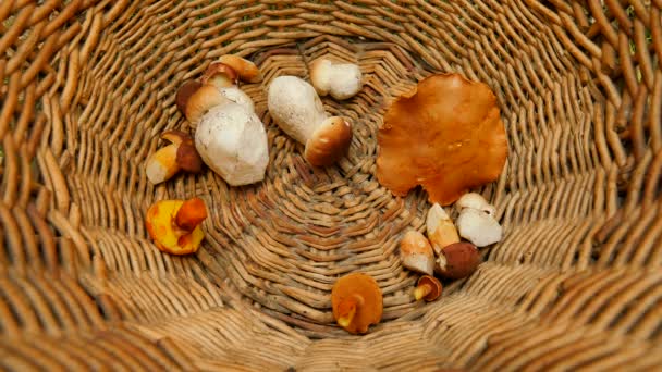 Du haut de la photo de la main plaçant les champignons boleti dans le panier en osier. La chasse aux champignons — Video