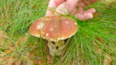 Mantar toplamak için tutku. Tırtıklı bıçak kesim mantar orman yerdeki eliyle. Eller dikkatle kesmek, temiz ve kahverengi bolete götürün.