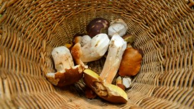El tırtıklı bıçak bıçak, hasır sepet mantar yerleştirerek mushroomer eller daha çörek mantar kekemelik. Mantar avcılık 