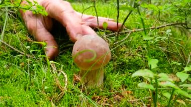Mantar toplamak için tutku. Tırtıklı bıçak kesim mantar orman yerdeki eliyle. Eller dikkatle kesmek, temiz ve kahverengi bolete götürün.