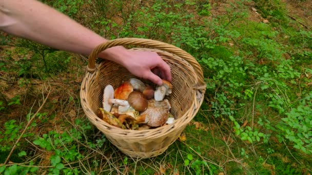 男人手放置 boleti 蘑菇入柳条编织的篮子。顶视图的篮子 fullfilmentv 内传统的蘑菇狩猎. — 图库视频影像