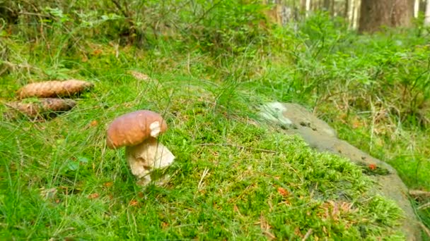 Recogiendo hongo blanco en la hierba del bosque, cerca amplia vista. Manos cortadas y recogiendo hongos blancos en el bosque . — Vídeos de Stock