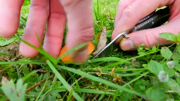 Menschenhände schneiden und säubern Pilzpilze (suillus grevillei), die im Wiesengras wachsen. junger frischer und schmackhafter Pilz. — Stockvideo