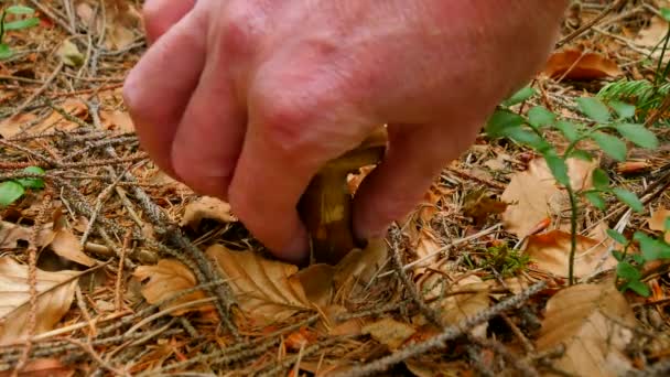 Paixão por colecionar cogumelos. Mão com faca afiada cortou cogumelo no chão da floresta. As mãos cuidadosamente cortam, limpam e levam o bolete marrom . — Vídeo de Stock