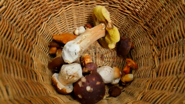 Man hand placing boleti mushrooms into wicker basket. The top view of basket fullfilmentv within traditional mushroom hunting. — Stock Video