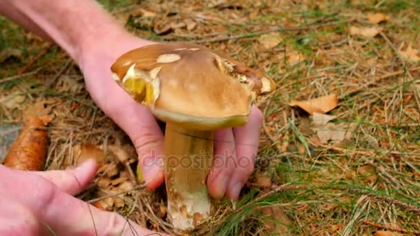 Paixão por colecionar cogumelos. Mão com faca afiada cortou cogumelo no chão da floresta. As mãos cuidadosamente cortam, limpam e levam o bolete marrom . — Vídeo de Stock