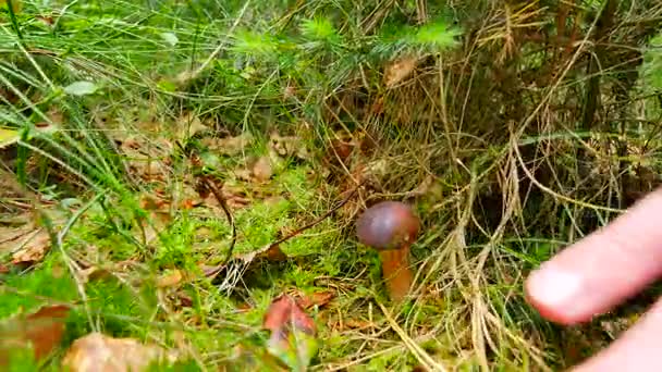 Paixão por colecionar cogumelos. Mão com faca afiada cortou cogumelo no chão da floresta. As mãos cuidadosamente cortam, limpam e levam o bolete marrom . — Vídeo de Stock